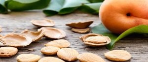 بذور المشمش.. الفوائد وطريقة الاستخدام