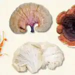 الفطر التكيفي.. كل ما تريدين معر فته