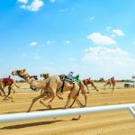 السعوديون في الصدارة في المرحلة النهائية لمهرجان ولي العهد للهجن