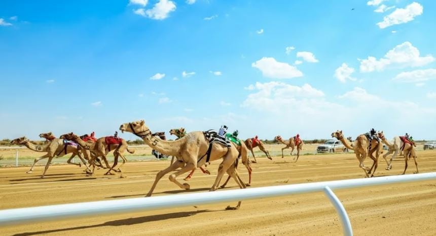 السعوديون في الصدارة في المرحلة النهائية لمهرجان ولي العهد للهجن