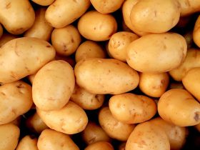 البراعم واللون الأخضر في البطاطس: هل تشكل أضراراً؟أخصائي تغذية يجيب