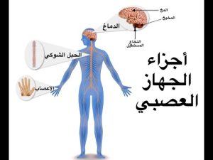 ما هي علامات اختلال الجهاز العصبي..وكيفية علاجها ؟