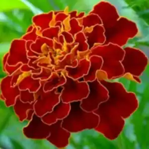 زهرة القطيفة.. الفوائد والاستخدامات 