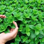 8 أعشاب طبيعية لتعزيز تركيز أطفالنا في عالم سريع..أحتفظي بها في مطبخك