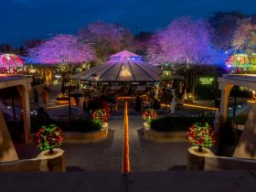 "ذا جروفز".. وجهة استثنائية تجمع بين الطبيعة والفن في قلب الرياض