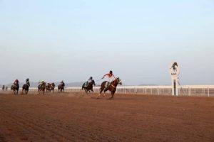 87 جوادًا تتنافس في الحفل العاشر لسباقات الخيل بالمدينة المنورة غدًا