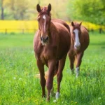 كيف تقلل تكاليف رعاية خيلك دون المساس برفاهيته؟.. اتبع الخطوات التالية