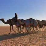 سباقات الهجن في نجران تشهد إثارة كبيرة وتنافسًا شريفًا
