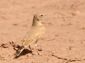 طيور الصحراء السعودية.. تنوع بيئي وموسيقى طبيعية تعزفها الأجنحة المهاجرة والمقيمة