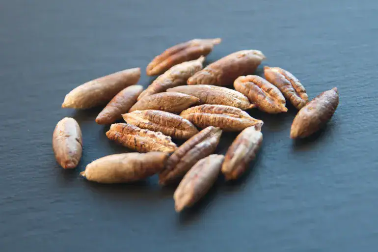 ما هي قهوة بذور التمر؟