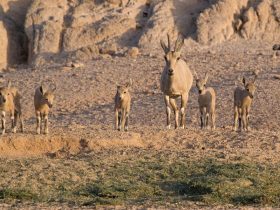 نيوم تُعيد الحياة البرية إلى موطنها: أكثر من 1100 حيوان يعودون بعد غياب عقود