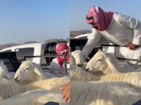 عيد الأضحى: نظافة البيئة بعد الذبح