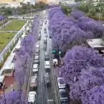 أزهار الجاكرندا البنفسجية