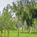 أشجار العرعر في السعودية.. رئة الجبال وكنز الطبيعة