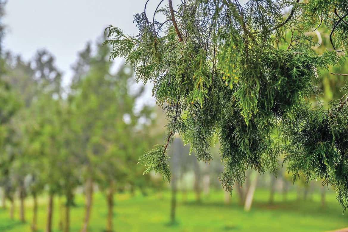 أشجار العرعر في السعودية.. رئة الجبال وكنز الطبيعة