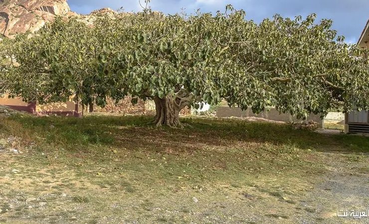 أشجار الرقاع.. شاهد على 300 عام من تاريخ عسير