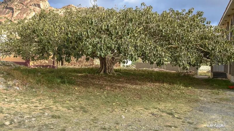 أشجار الرقاع.. شاهد على 300 عام من تاريخ عسير