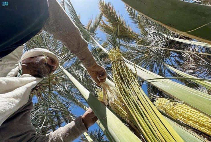 مشروع صناعة الحبال والمقشات من مخلفات النخيل.. دراسة جدوى فنية واقتصادية