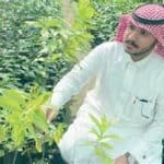 الصندل السعودي.. رحلة الذهب الأخضر من جازان إلى نجران