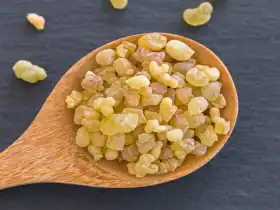 شجرة اللبان الذكر.. الذهب الأبيض العطري