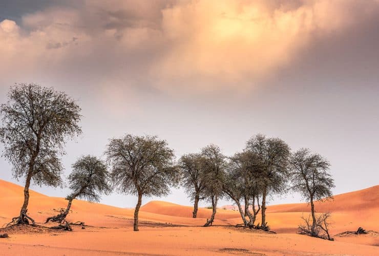 شجرة الغاف.. رمز الصمود والعطاء في الصحراء