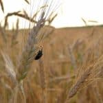 ليس الغلوتين.. ما هو السبب الحقيقي لتسمم القمح ؟