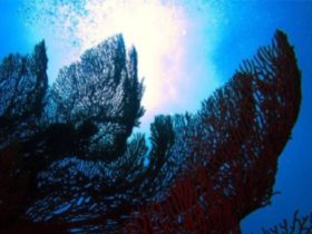 جزيرة الوصل.. درة خليج العقبة وملاذ عشاق الطبيعة البحرية في السعودية