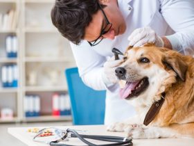 الرعاية الوقائية.. الاستثمار الأذكى في صحة حيوانك الأليف وسعادته