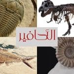 الأحافير.. حكايات الصخر ورسائل الماضي الصامتة