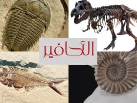 الأحافير.. حكايات الصخر ورسائل الماضي الصامتة