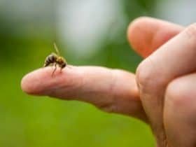 سم النحل.. علاج من قلب الطبيعة أم مغامرة صحية؟