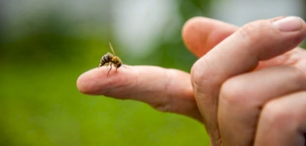 سم النحل.. علاج من قلب الطبيعة أم مغامرة صحية؟