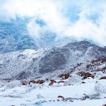 «جبال اللوز».. روعة الطبيعة وتاريخ الإنسان في قلب تبوك