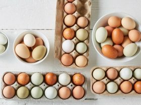 كيف تختاري البيض بجودة واحترافية؟ ..نصائح