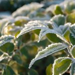 كيف تحمي النباتات من الصقيع ..5 حلول ذكية