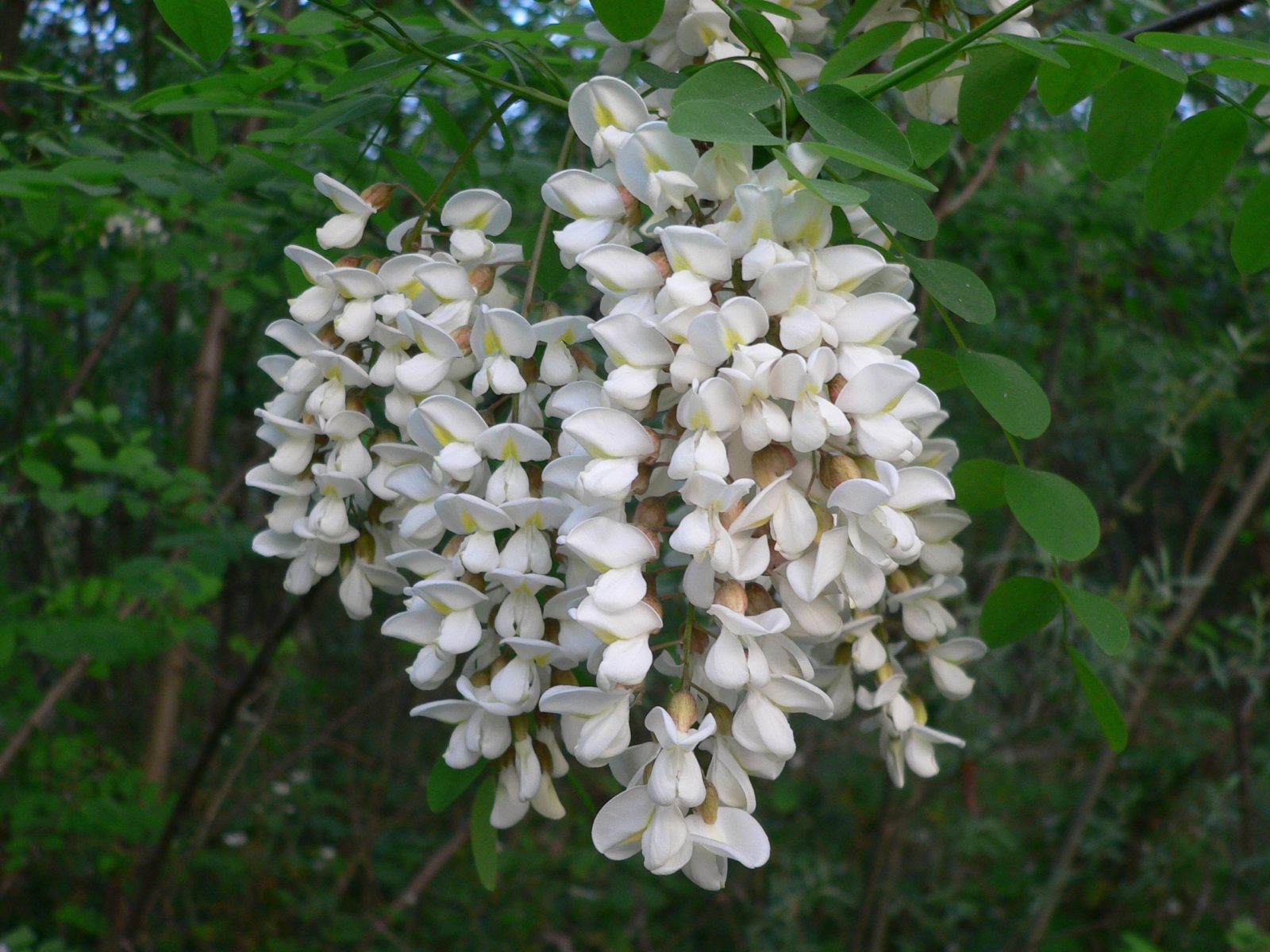 الاختلال الحيوي.. كيف تؤثر الأشجار غير المحلية على توازن النظم البيئية؟