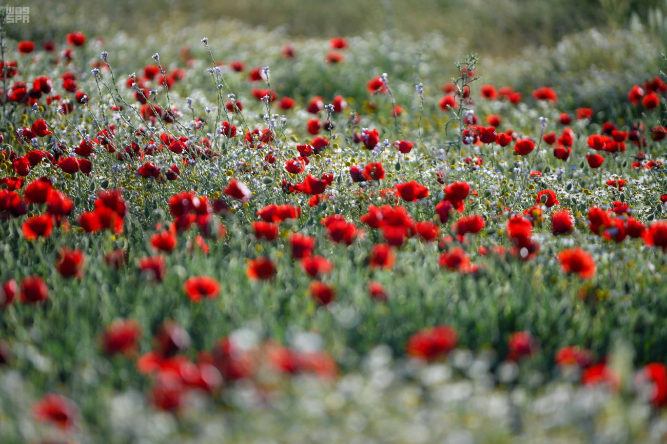 وردة الديدحان تتصدر مشهد الربيع في الحدود الشمالية.. جمال طبيعي يجذب الأنظار والسياح