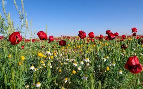 وردة الديدحان تتصدر مشهد الربيع في الحدود الشمالية.. جمال طبيعي يجذب الأنظار والسياح