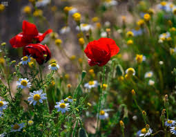 وردة الديدحان تتصدر مشهد الربيع في الحدود الشمالية.. جمال طبيعي يجذب الأنظار والسياح
