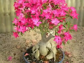 شجيرة زهرة الصحراء.. نبات زينة يتحمل الحرارة ويضفي لمسة جمالية فريدة