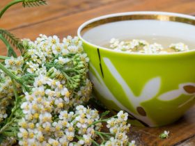 القيصوم.. عشبة تقليدية بفوائد واعدة وتحذيرات لا يمكن تجاهلها