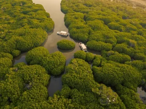 حماية البيئة في المملكة العربية السعودية.. منظومة متكاملة ومبادرات رائدة نحو الاستدامة