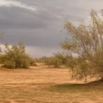 شجيرة الغضا.. نبات أصيل يتحدى قسوة البيئة الصحراوية