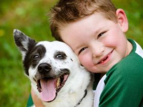 الحيوانات الأليفة.. رفيق الإنسان الدائم وفوائد تتجاوز الونس إلى الصحة الجسدية والنفسية