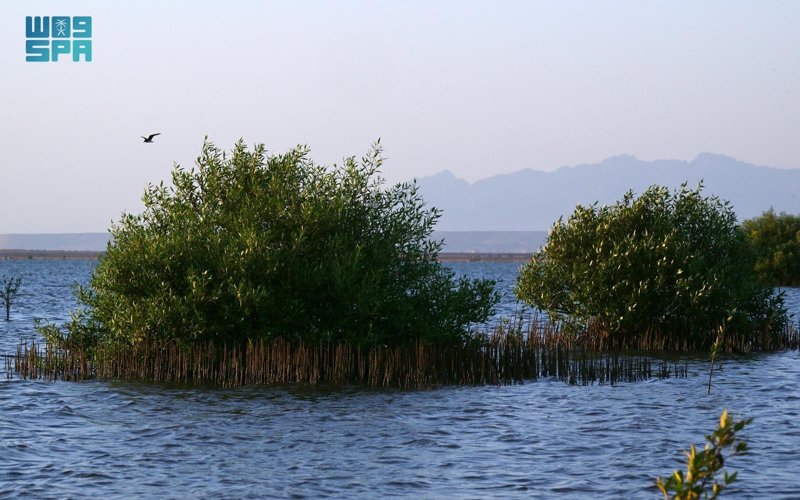 الصورة من واس