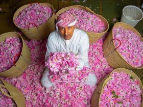 زهور الجلاديولوس في الممكلة و دليل المحترفين لزراعتها