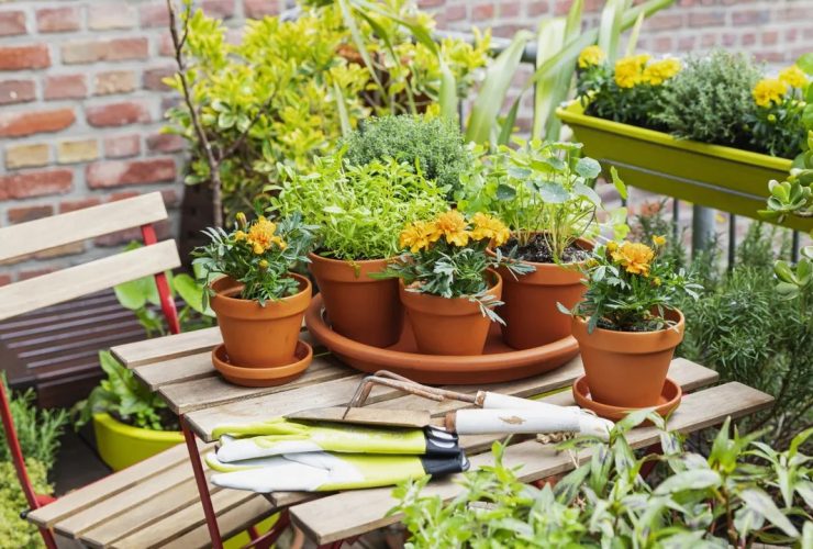 كيفية استغلال المساحات الصغيرة ؟نصائح ذهبية لزراعة في شرفة المنزل.