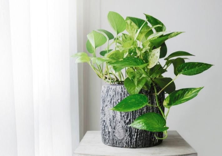 النباتات المنزلية.. الحب والرعاية سر النمو والحيوية داخل البيت