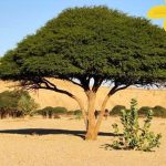 شجرة الطلح النجدي.. كنز الصحراء وعنوان الصمود البيئي
