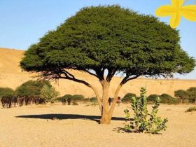 شجرة الطلح النجدي.. كنز الصحراء وعنوان الصمود البيئي